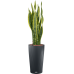 Растение в кашпо Sansevieria trifasciata 'Laurentii' in Lechuza Cilindro 23