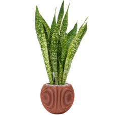 Sansevieria 'Dragon' in Capi Nature Groove Special