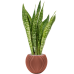 Растение в кашпо Sansevieria 'Dragon' in Capi Nature Groove Special