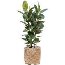 Ficus elastica 'Robusta' in Bohemian