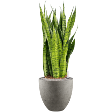 Sansevieria zeylanica in Grigio