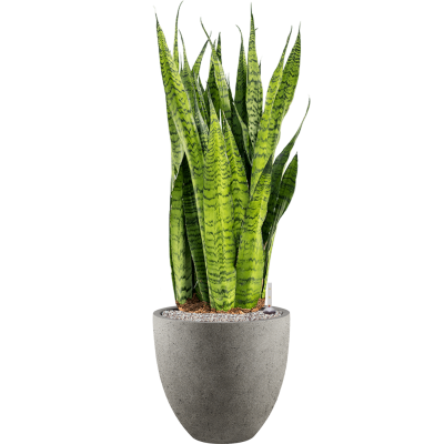 Растение в кашпо Sansevieria zeylanica in Grigio