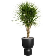 Dracaena marginata in Pureu00ae