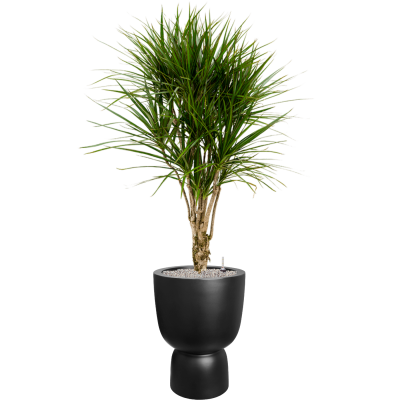 Растение в кашпо Dracaena marginata in Pureu00ae