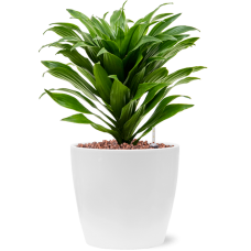 Dracaena fragrans 'Compacta' in Feliz