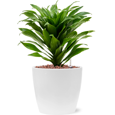 Растение в кашпо Dracaena fragrans 'Compacta' in Feliz