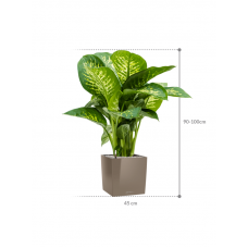 Dieffenbachia seguine 'Reeva' in Lechuza Cube Premium