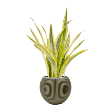 Sansevieria 'Lauren' in Capi Nature Groove Special