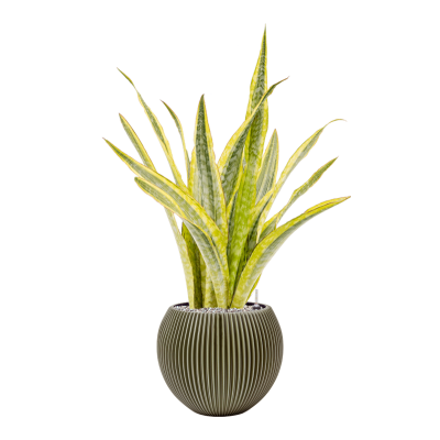 Растение в кашпо Sansevieria 'Lauren' in Capi Nature Groove Special