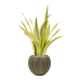 Растение в кашпо Sansevieria 'Lauren' in Capi Nature Groove Special