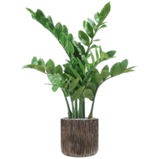 Zamioculcas in Baq Luxe Lite Universe Waterfall