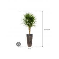 Dracaena marginata in Baq Luxe Lite Universe Layer