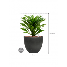 Dracaena fragrans 'Compacta' in Refined