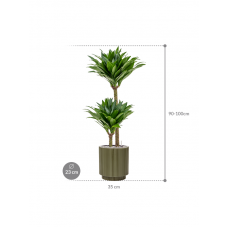 Dracaena fragrans 'Compacta' in Capi Nature Groove Special