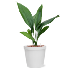 Aspidistra elatior in Feliz