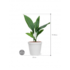 Aspidistra elatior in Feliz