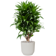 Dracaena fragrans 'Compacta' in Vibes Fold