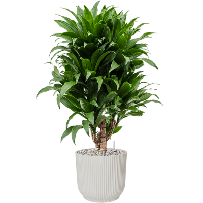 Растение в кашпо Dracaena fragrans 'Compacta' in Vibes Fold