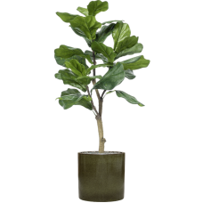 Ficus lyrata in Cylinder