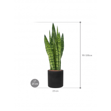 Sansevieria zeylanica in Rough