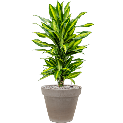 Растение в кашпо Dracaena fragrans 'Cintho' in Terra Cotta