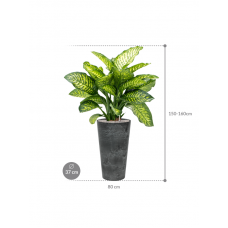 Dieffenbachia seguine 'Maroba' in Artstone