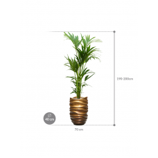 Kentia (Howea) forsteriana in Baq Gradient Lee