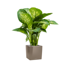 Dieffenbachia seguine 'Reeva' in Lechuza Cube Premium