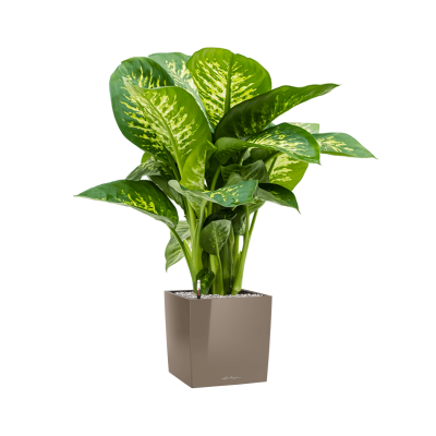 Растение в кашпо Dieffenbachia seguine 'Reeva' in Lechuza Cube Premium