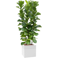 Ficus lyrata 'Bambino' in Baq Line-Up