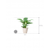 Растение в кашпо Spathiphyllum 'Sensation' in Fibrics Bamboo