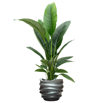 Растение в кашпо Spathiphyllum 'Sensation' in Baq Gradient Lee