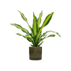 Dracaena fragrans 'Burley' in Cylinder