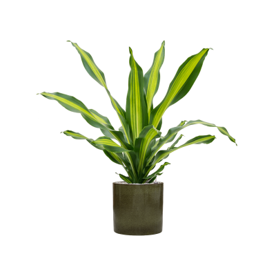 Растение в кашпо Dracaena fragrans 'Burley' in Cylinder