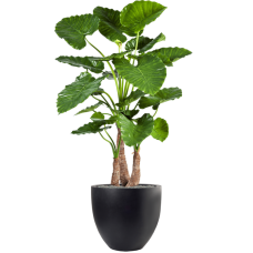 Alocasia calidora in Fiberstone