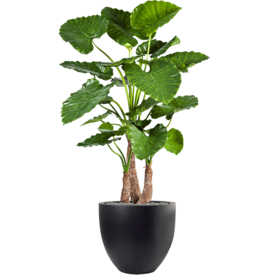 Растение в кашпо Alocasia calidora in Fiberstone