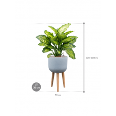 Dieffenbachia seguine 'Maroba' in Refined Retro With Feet