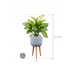 Растение в кашпо Dieffenbachia seguine 'Maroba' in Refined Retro With Feet