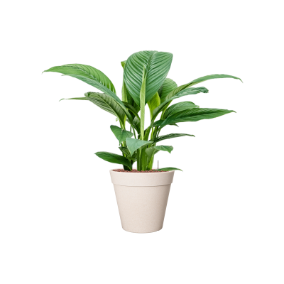 Растение в кашпо Spathiphyllum 'Sensation' in Fibrics Bamboo