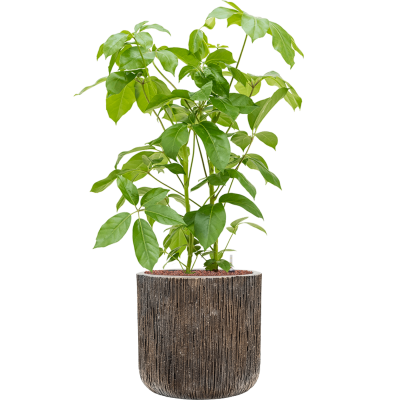 Растение в кашпо Schefflera actinophylla 'Amate' in Baq Luxe Lite Universe