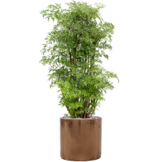 Aralia (Polyscias) 'Ming' in Cylinder