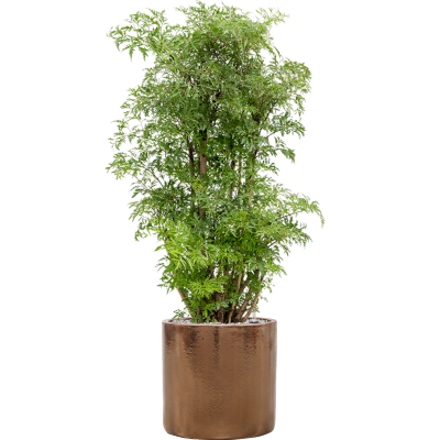 Растение в кашпо Aralia (Polyscias) 'Ming' in Cylinder