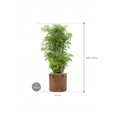 Aralia (Polyscias) 'Ming' in Cylinder