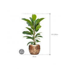 Ficus benghalensis 'Roy' in Baq Opus Raw