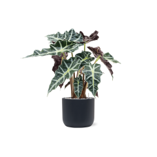 Alocasia 'Polly' in Baq Ease