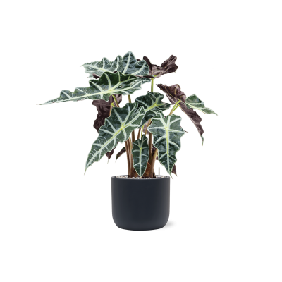 Растение в кашпо Alocasia 'Polly' in Baq Ease