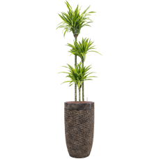 Dracaena fragrans 'Lemon Lime' in Baq Luxe Lite Universe