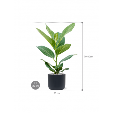 Ficus benghalensis 'Audrey' in Baq Ease