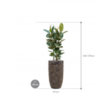 Ficus elastica 'Robusta' in Baq Luxe Lite Universe Layer