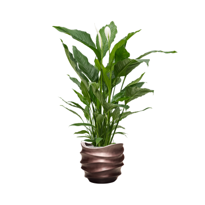 Растение в кашпо Spathiphyllum 'Sweet Sebastiano' in Baq Gradient Lee